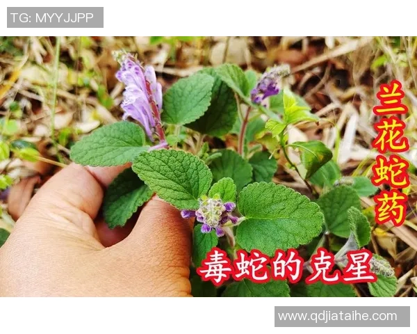 毒蛇草足球的魅力与挑战探讨：如何在竞技与生态中找到平衡